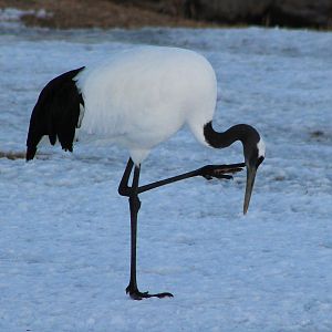 Japanese Crane (Grus japonensis)
