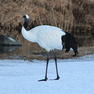 Japanese Crane (Grus japonensis)