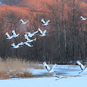 Japanese Cranes (Grus japonensis)