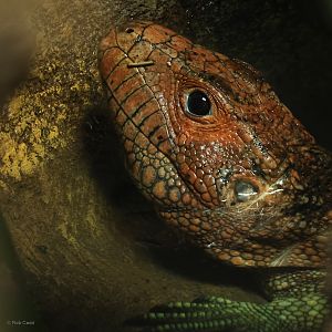 Northern caiman lizard : Crocodiles of the World : 31 Jan 2025