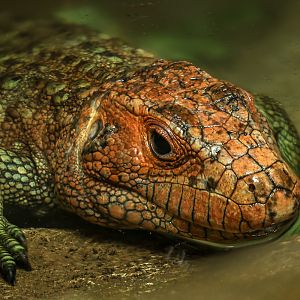 Northern caiman lizard : Crocodiles of the World : 31 Jan 2025