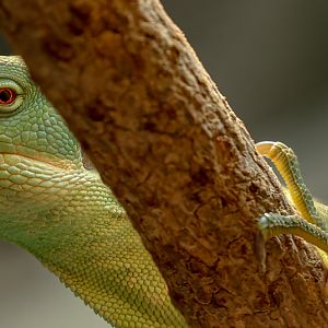 Lau banded iguana : Crocodiles of the World : 31 Jan 2025
