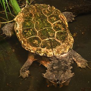 Mata mata : Crocodiles of the World : 31 Jan 2025