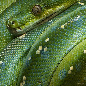 Green tree python : Crocodiles of the World : 31 Jan 2025