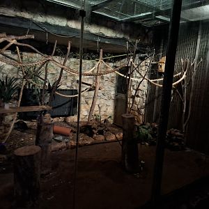 African Brush-tailed Porcupine & Senegal Galago - right side