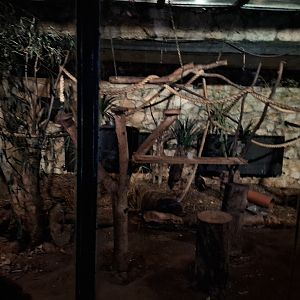 African Brush-tailed Porcupine & Senegal Galago - Left side