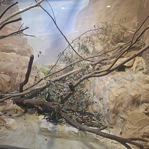 Blue-tailed Monitor Lizard - Exhibit