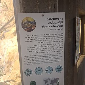Blue-tailed Monitor Lizard - Sign