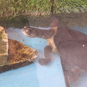 West African Mud Turtle