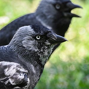 Leucistic western jackdaw (wild)