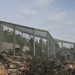 Lapped Faced Vultures