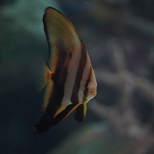 Orbicular Batfish (juvenile)