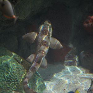 White Spotted Bamboo Shark