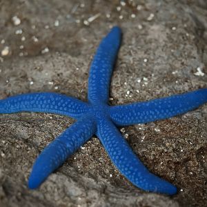 Blue Linkia Sea Star