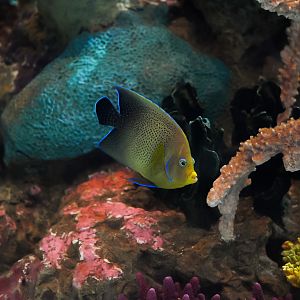 Koran Angelfish