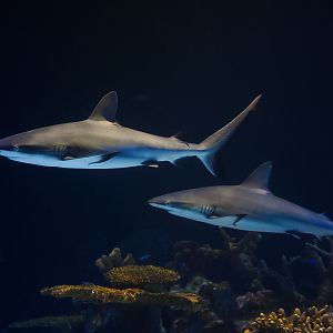 Grey Reef Sharks