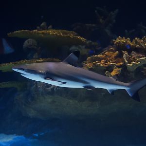 Blacktip Reef Shark