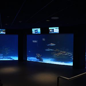 'Outer Reef' viewing