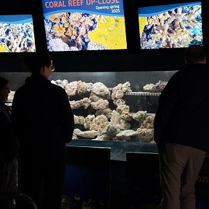 'Coral Reef Close-up' Sneak Peek