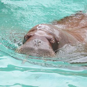 Pacific Walrus