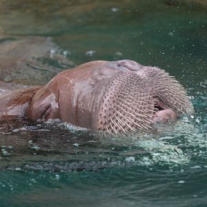 Pacific Walrus