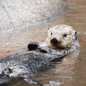 Southern Sea Otter