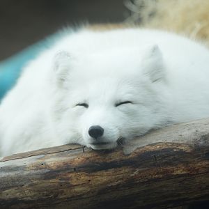 Arctic Fox (Freya)