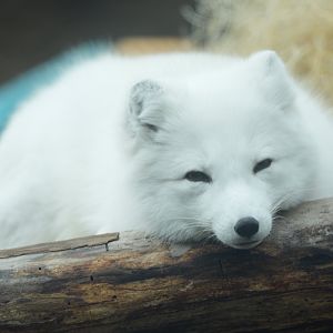 Arctic Fox (Freya)