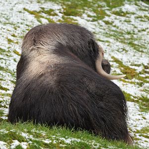 Muskox