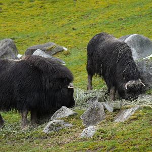 Muskox (juveniles)
