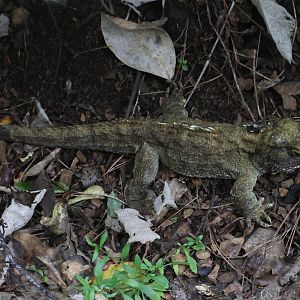 Tuatara (Sphenodon punctatus)