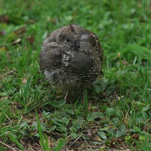 California Quail (Callipepla californica) juvenile
