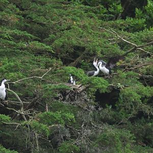 New Zealand Pied Shag (Phalacrocorax varius varius) colony