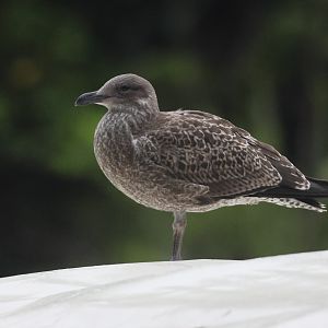 Kelp Gull (Larus dominicanus dominicanus) juvenile