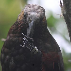 North Island Kākā (Nestor meridionalis septentrionalis)