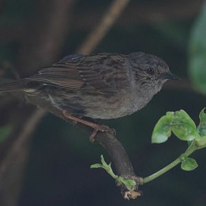 Common Dunnock (Prunella modularis)