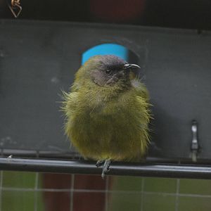 New Zealand Bellbird (Anthornis melanura melanura) male at feeder