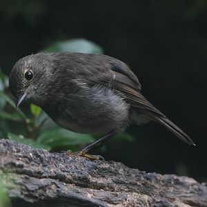 North Island Robin (Petroica longipes) juvenile