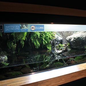Japanese Giant Salamander tank