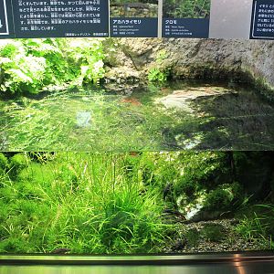 Tank for Japanese Fire-bellied Newts (Cynops pyrrhogaster)