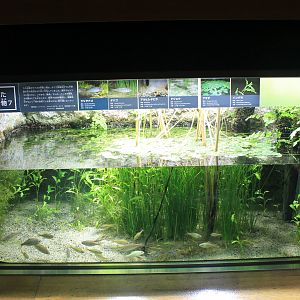 Tank for various Bitterling species
