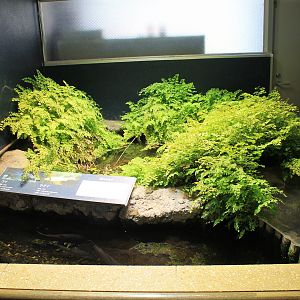 Pool exhibit for Common Carp and Japanese Dace