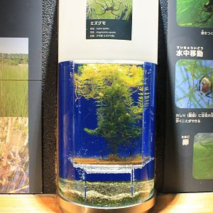 Tank for Water Spiders (Argyroneta aquatica)