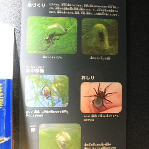 Signage for Water Spiders (Argyroneta aquatica)