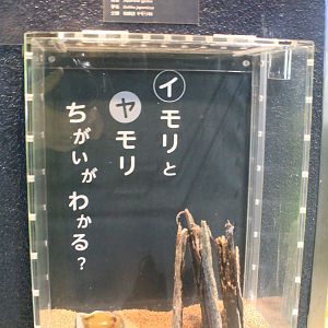 Tank for Japanese Gecko (Gekko japonicus)