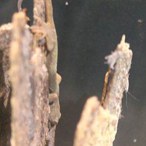 Japanese Gecko (Gekko japonicus)