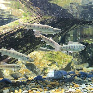 Masu Salmon (Oncorhynchus masou)