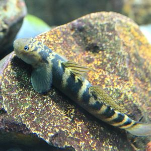 Sicyopterus japonicus