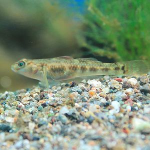 Rhinogobius kurodai