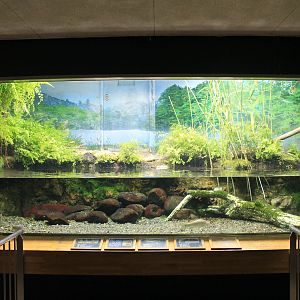 Exhibit for Little Grebe (Tachybaptus ruficollis)